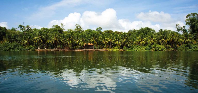 Margem de rio em Soure, na Ilha de Marajó, com floresta amazônica densa e palmeiras refletidas na água, Pará, Brasil