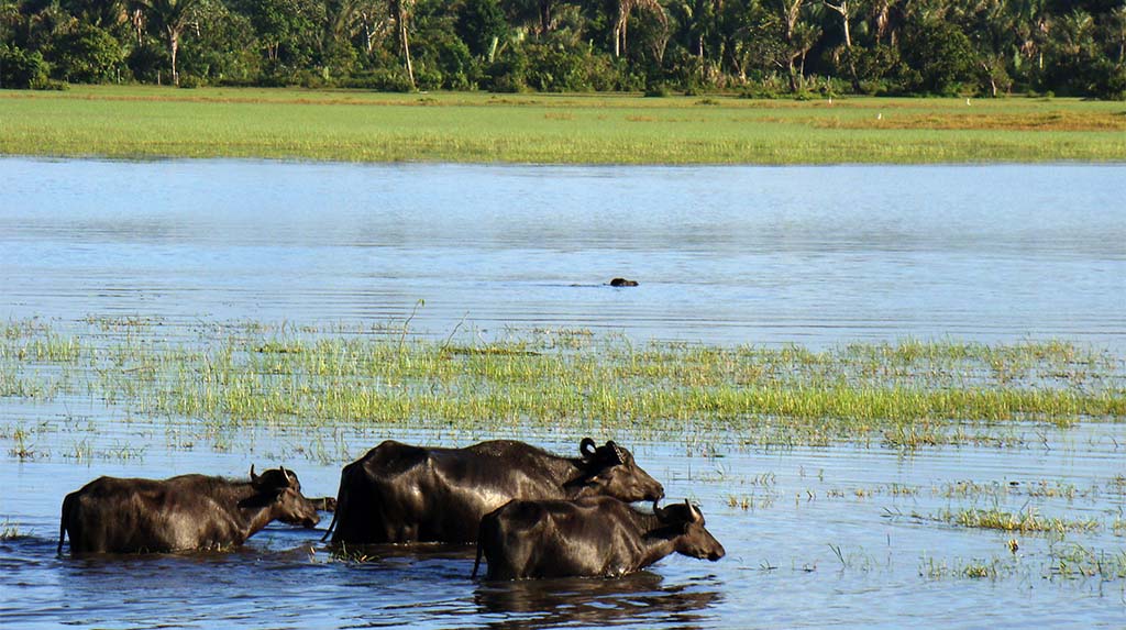 Búfalos marajoaras atravessando áreas alagadas em Soure, refletindo o modo de vida tradicional da Ilha de Marajó, Pará