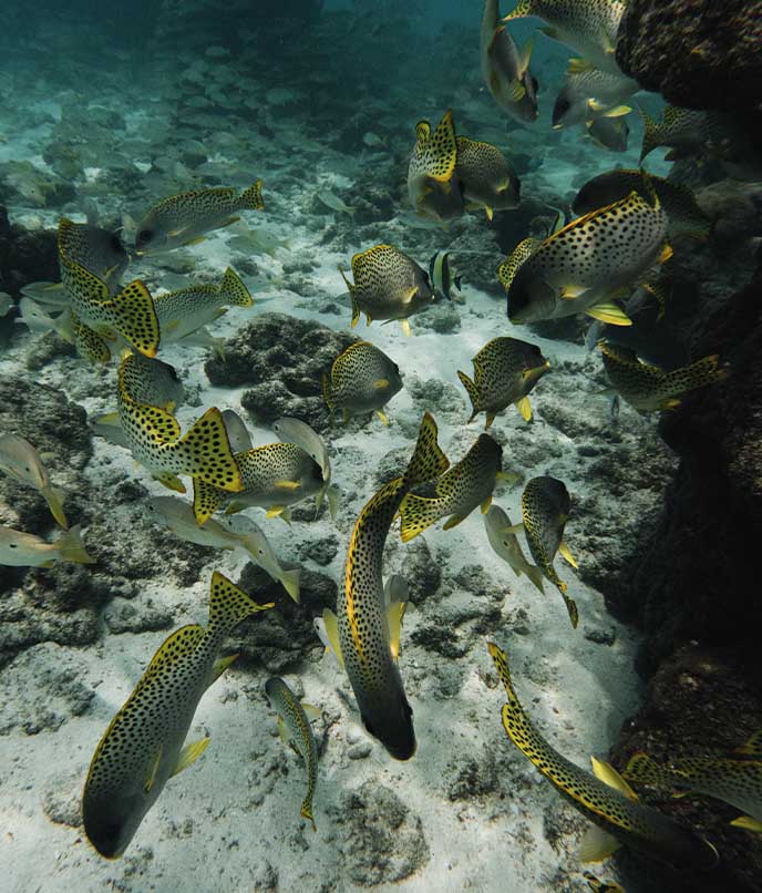 Mergulho nos recifes de coral de Bazaruto com cardume de peixes coloridos, próximo ao observatório oceânico BCSS.