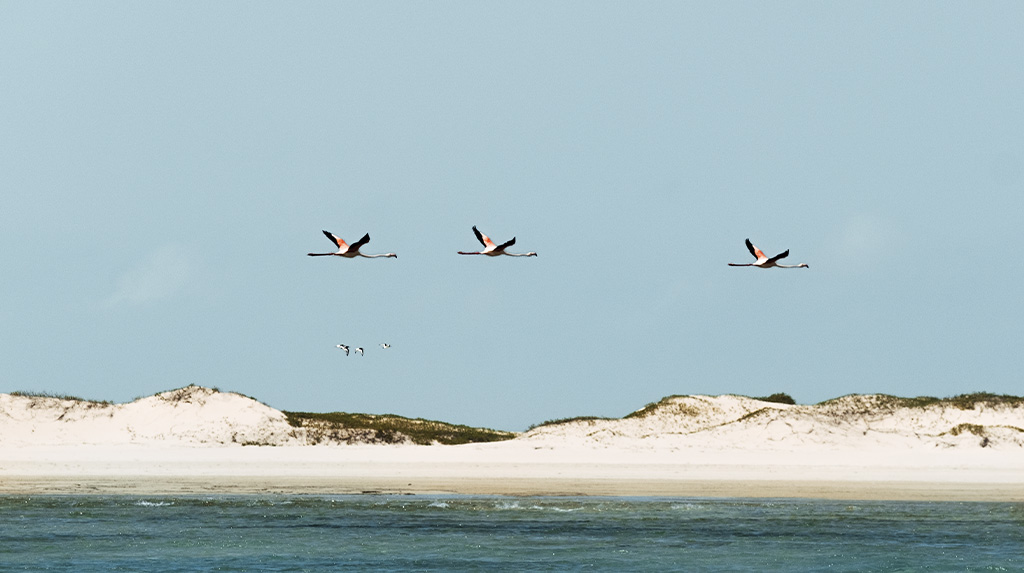 Trio de flamingos voando baixo sobre as águas rasas e bancos de areia branca do Arquipélago de Bazaruto, habitat natural em Moçambique.