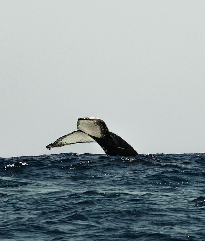 Cauda de baleia jubarte emergindo no mar durante a temporada de observação de baleias no Arquipélago de Bazaruto.