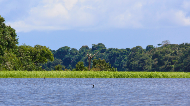 Águas escuras do Parque Nacional de Anavilhanas no Rio Negro, com margem de floresta densa e faixa de capim na beira
