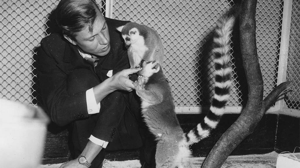 David Attenborough jovem em registro de arquivo com animal, em referência ao início de sua carreira na televisão de natureza e à série Zoo Quest, da BBC.