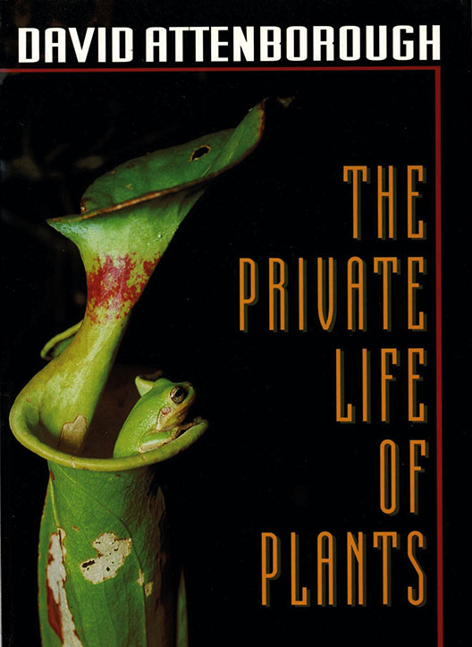 
De “The Private Life of Plants” a “A Life on Our Planet”, Attenborough construiu uma ponte entre maravilhamento e urgência ambiental