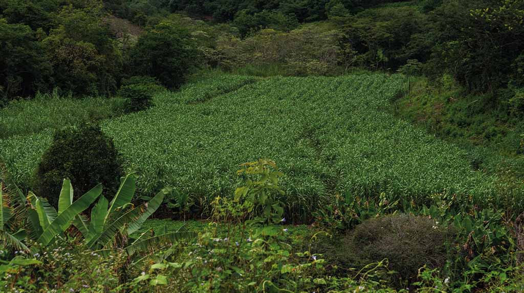 
Canavial em Minas Gerais, no Sudeste do Brasil, em artigo sobre a Rota dos Alambiques Mineiros e o processo tradicional da cachaça de alambique.