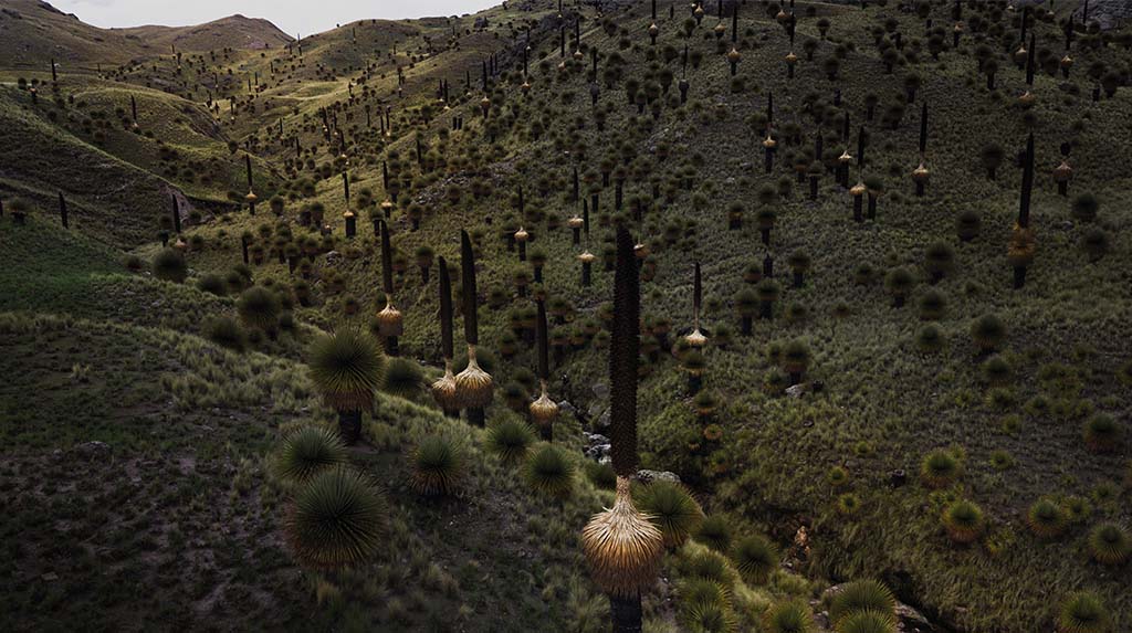 Puyas-de-raimondi em paisagem de altitude nos Andes peruanos