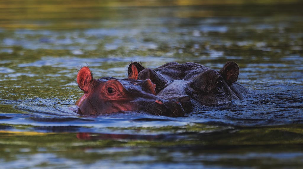 Hipopótamos dentro da água durante safári na África Austral, em região de rios e áreas alagadas ligadas à vida selvagem.