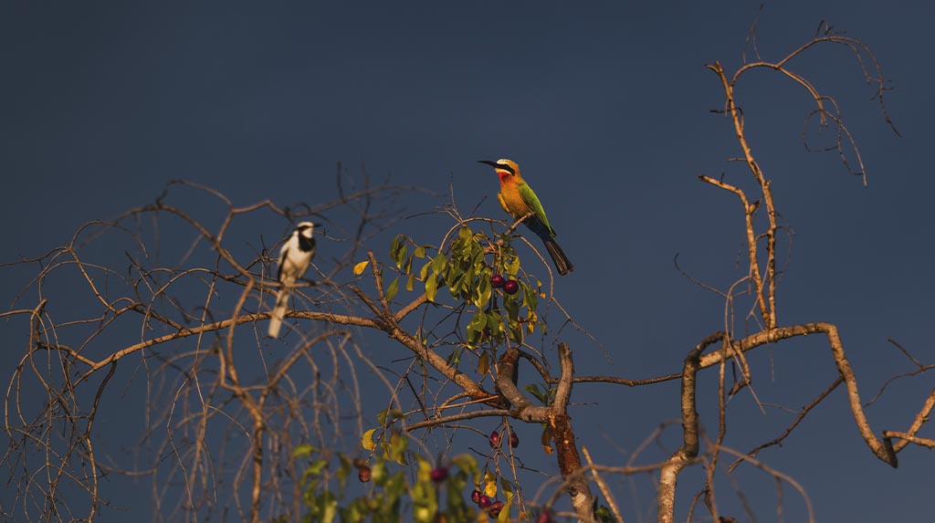 Aves pousadas em galhos secos durante safári na África, em ambiente de savana e biodiversidade preservada.