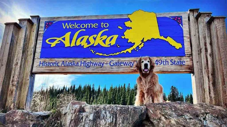 Viagem pelas Américas com um cachorro