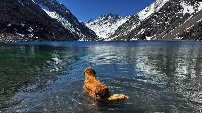 Viagem pelas Américas com um cachorro