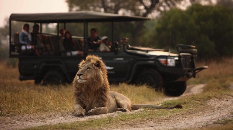 Leão observado durante safári em veículo 4x4 no &Beyond Sandibe Okavango, no Delta do Okavango, no noroeste de Botsuana, em experiência de vida selvagem africana. Leão observado durante safári em veículo 4x4 no &Beyond Sandibe Okavango, no Delta do Okavango, no noroeste de Botsuana, em experiência de vida selvagem africana.