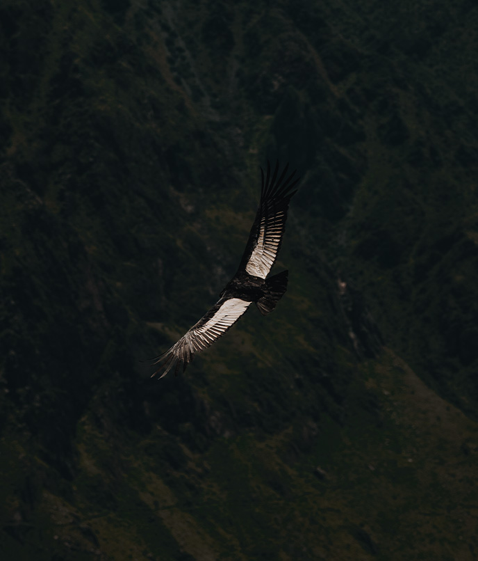 Condor-andino sobrevoa o Cânion do Colca, um dos grandes cenários naturais dos Andes