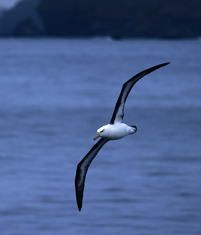 Albatroz em voo sobre o Atlântico Sul durante viagem à Geórgia do Sul, território importante para aves marinhas subantárticas.