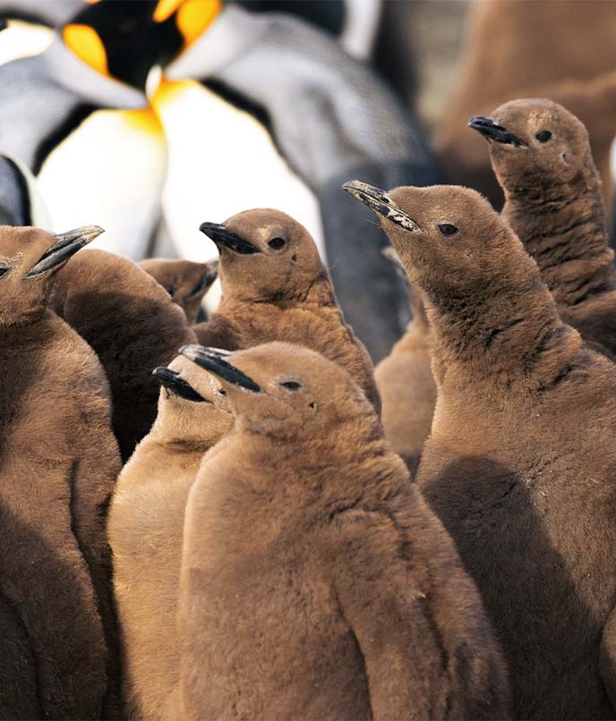 Colônia de pinguins-reis na Geórgia do Sul, ilha subantártica no Atlântico Sul visitada por cruzeiros de expedição.