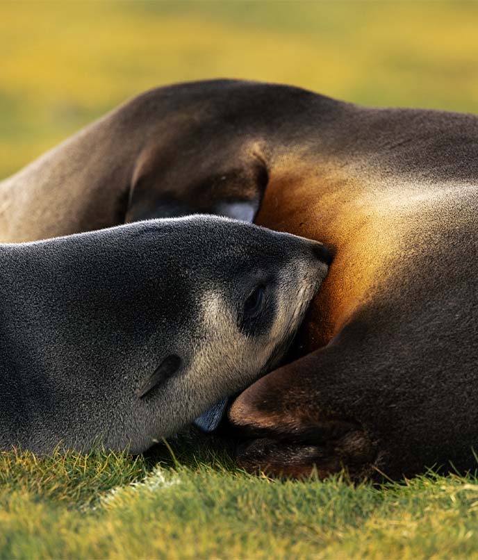 Mamífero marinho observado na Geórgia do Sul, em viagem de expedição voltada à fauna subantártica do Atlântico Sul.