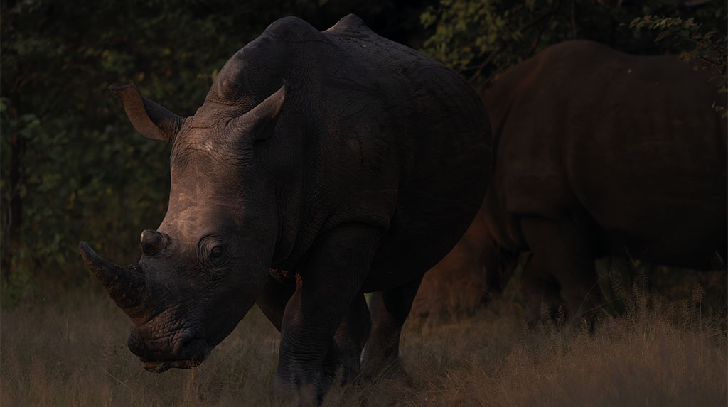 Rinoceronte observado em safári na África, em roteiro sobre conservação, vida selvagem e turismo responsável.