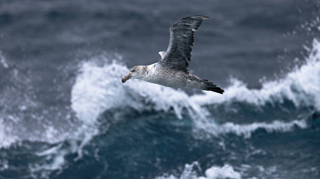 Ave marinha sobrevoando ondas no entorno da Geórgia do Sul, região subantártica importante para albatrozes e petréis.