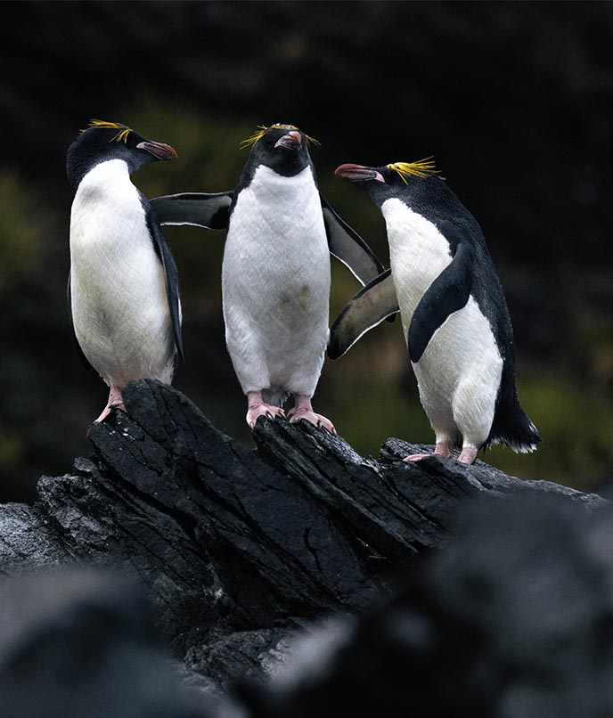 Grupo de pinguins sobre rochas na Geórgia do Sul, em ambiente subantártico de grande biodiversidade.