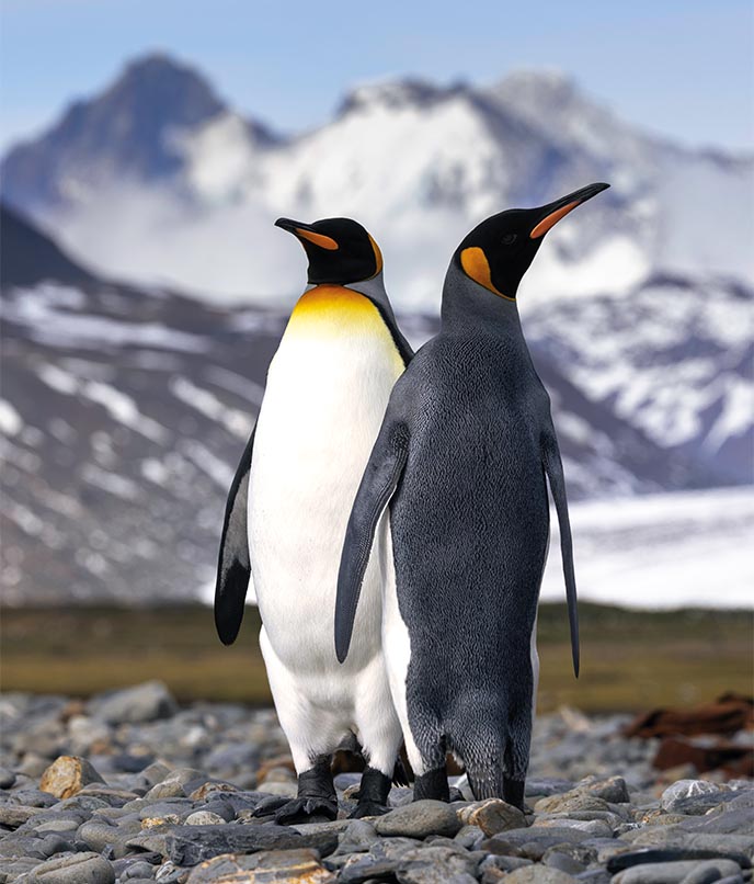 Pinguins-reis na Geórgia do Sul, ilha subantártica do Atlântico Sul conhecida por grandes colônias de aves e vida selvagem.