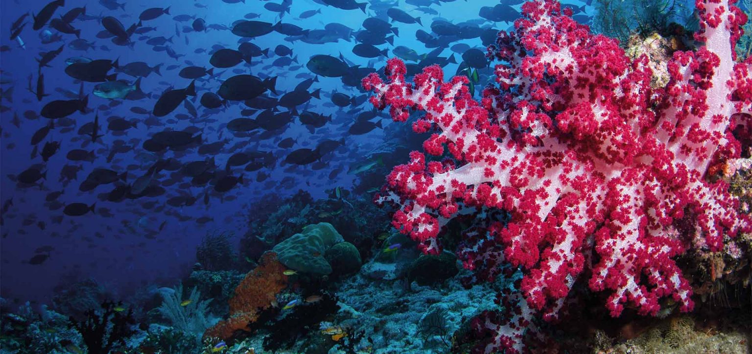 Coral rosa e branco em recife de Raja Ampat, na Papua Sudoeste, Indonésia, com cardume de peixes no Triângulo de Corais, um dos melhores destinos de mergulho do mundo.