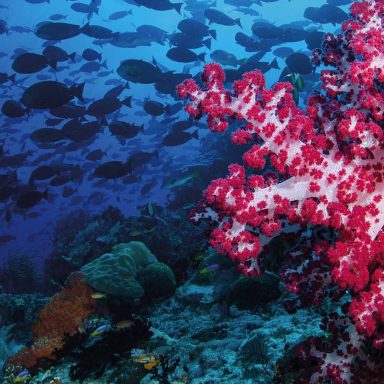 Coral rosa e branco em recife de Raja Ampat, na Papua Sudoeste, Indonésia, com cardume de peixes no Triângulo de Corais, um dos melhores destinos de mergulho do mundo.