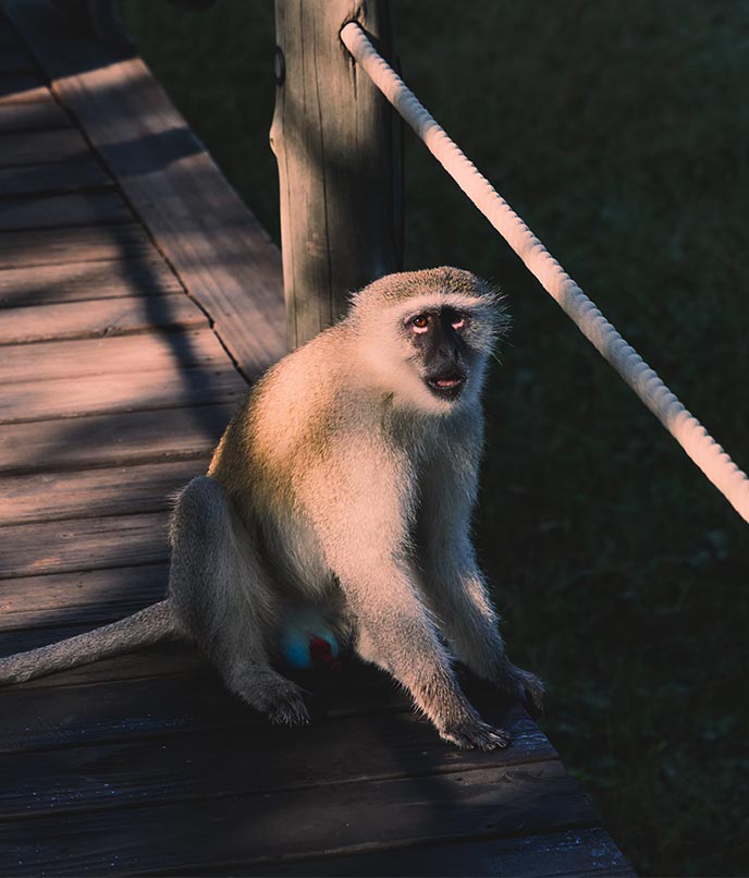Macaco observado durante viagem pela África, em roteiro de vida selvagem, safári e biodiversidade.