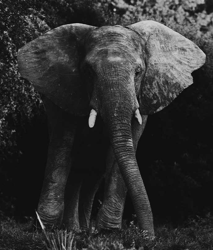 Elefante visto de perto durante safári na África, em território de conservação da vida selvagem